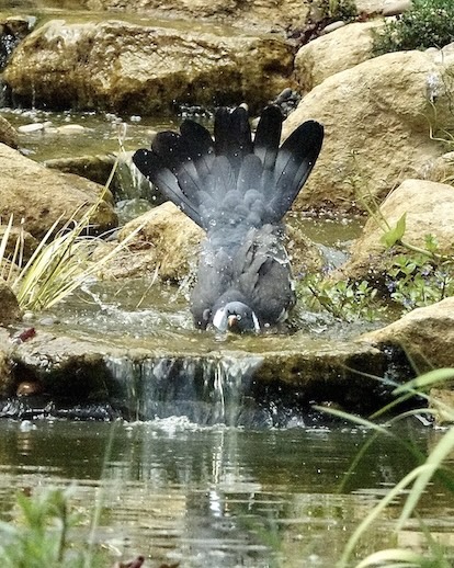 woodpigeon